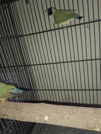 white buff bantam silky or misri pair