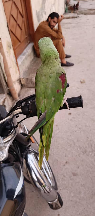 RAW FEMALE