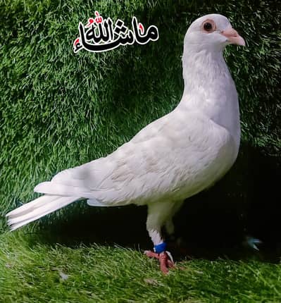 Paper White Qasad Breder Female For Sale