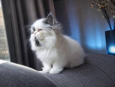 Adorable CFA bloodline male kitten