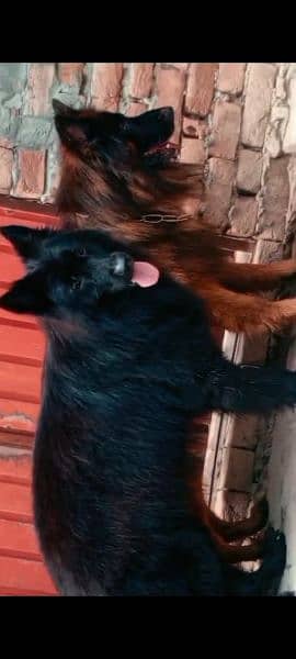 imported blood line pedigree German Shepherd male,s available for stud