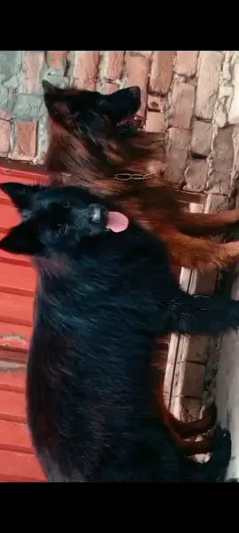 imported blood line pedigree German Shepherd male,s available for stud