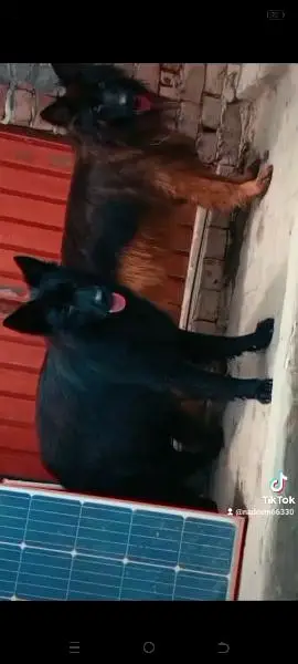 imported blood line pedigree German Shepherd male,s available for stud — photo 2