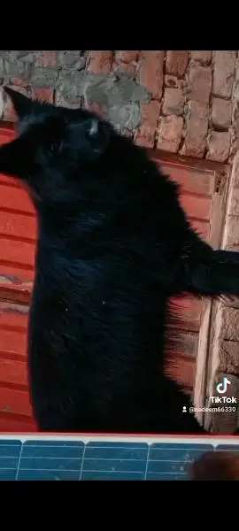 imported blood line pedigree German Shepherd male,s available for stud — photo 3