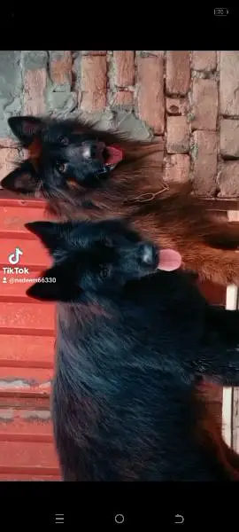 imported blood line pedigree German Shepherd male,s available for stud — photo 4