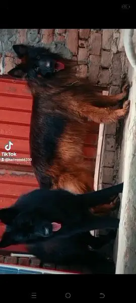 imported blood line pedigree German Shepherd male,s available for stud — photo 5