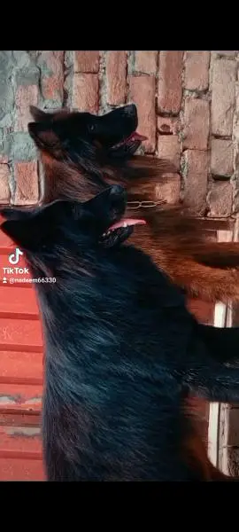 imported blood line pedigree German Shepherd male,s available for stud — photo 6