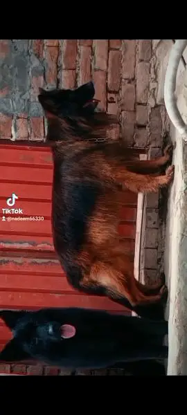 imported blood line pedigree German Shepherd male,s available for stud — photo 7