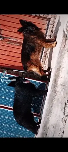 imported blood line pedigree German Shepherd male,s available for stud — photo 11