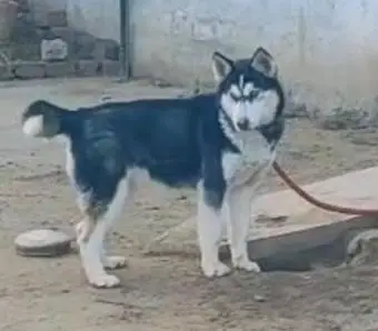 siberian husky dog for sale