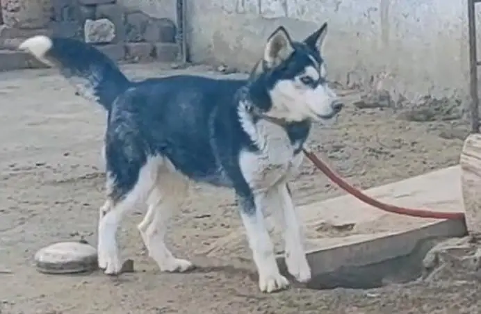 siberian husky dog for sale — photo 2