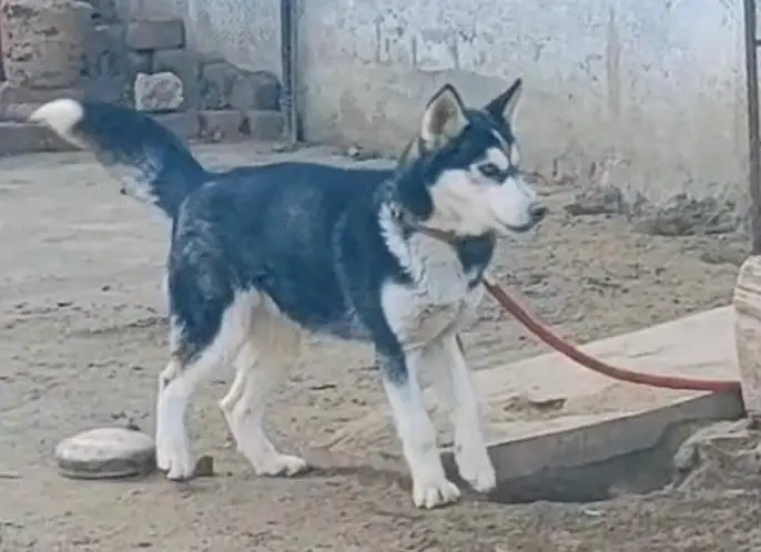 siberian husky dog for sale — photo 3