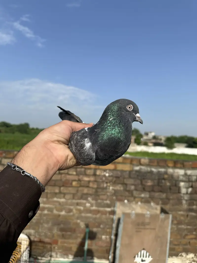 Jis bhai ko chaiye woh rabta kry 5 pair high quality — photo 3