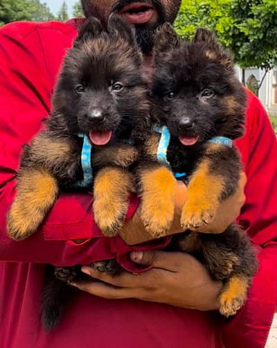 German Shepherd proper long coated puppies available for sale
