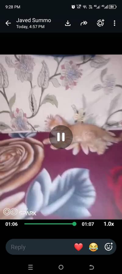 Persian kitten male aur female