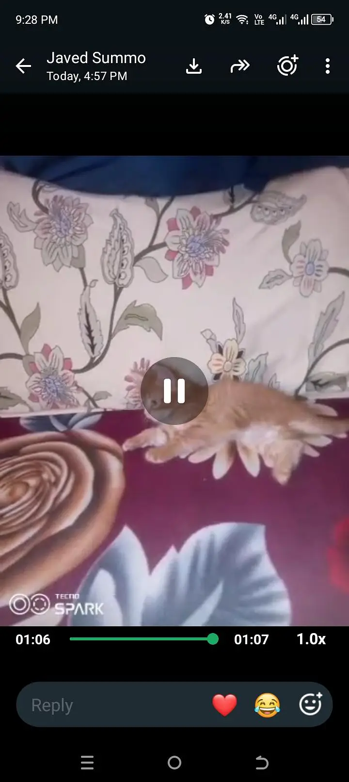 Persian kitten male aur female — photo 3