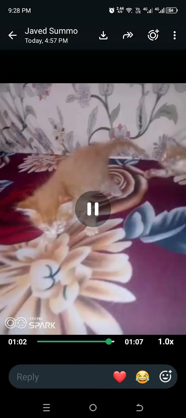Persian kitten male aur female — photo 5