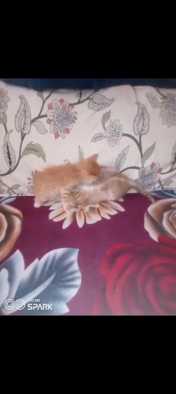 Persian kitten male aur female — photo 6
