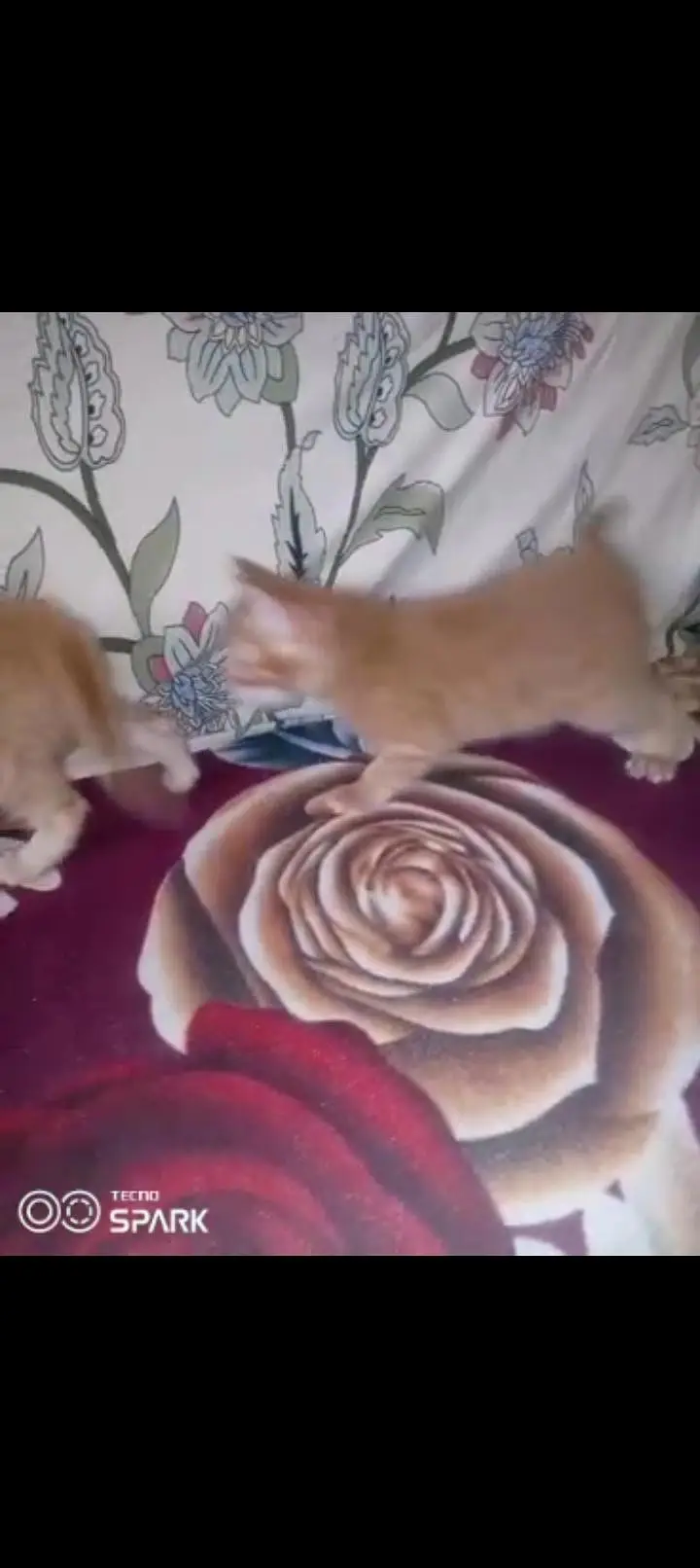 Persian kitten male aur female — photo 7