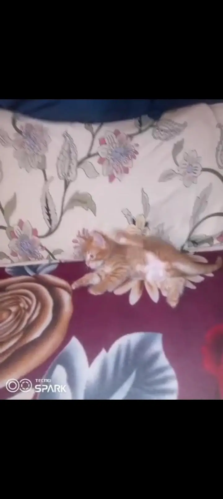 Persian kitten male aur female — photo 8