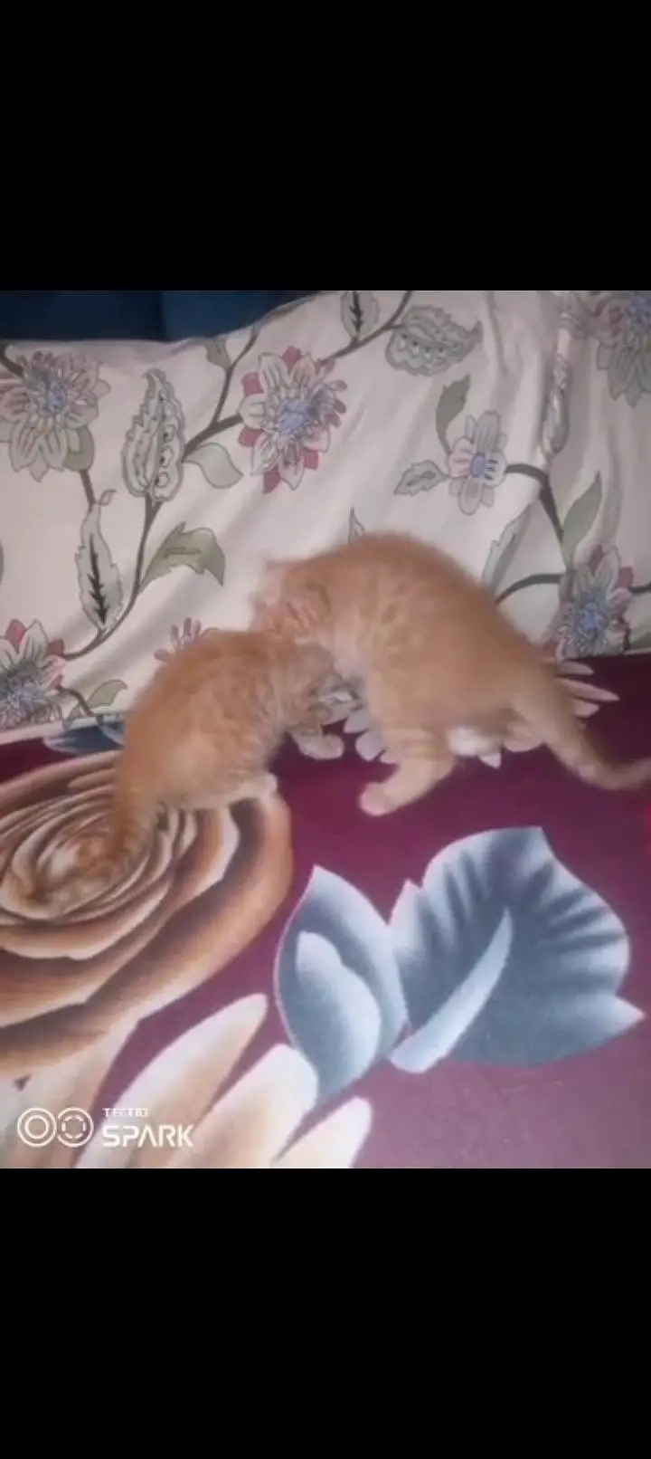 Persian kitten male aur female — photo 9