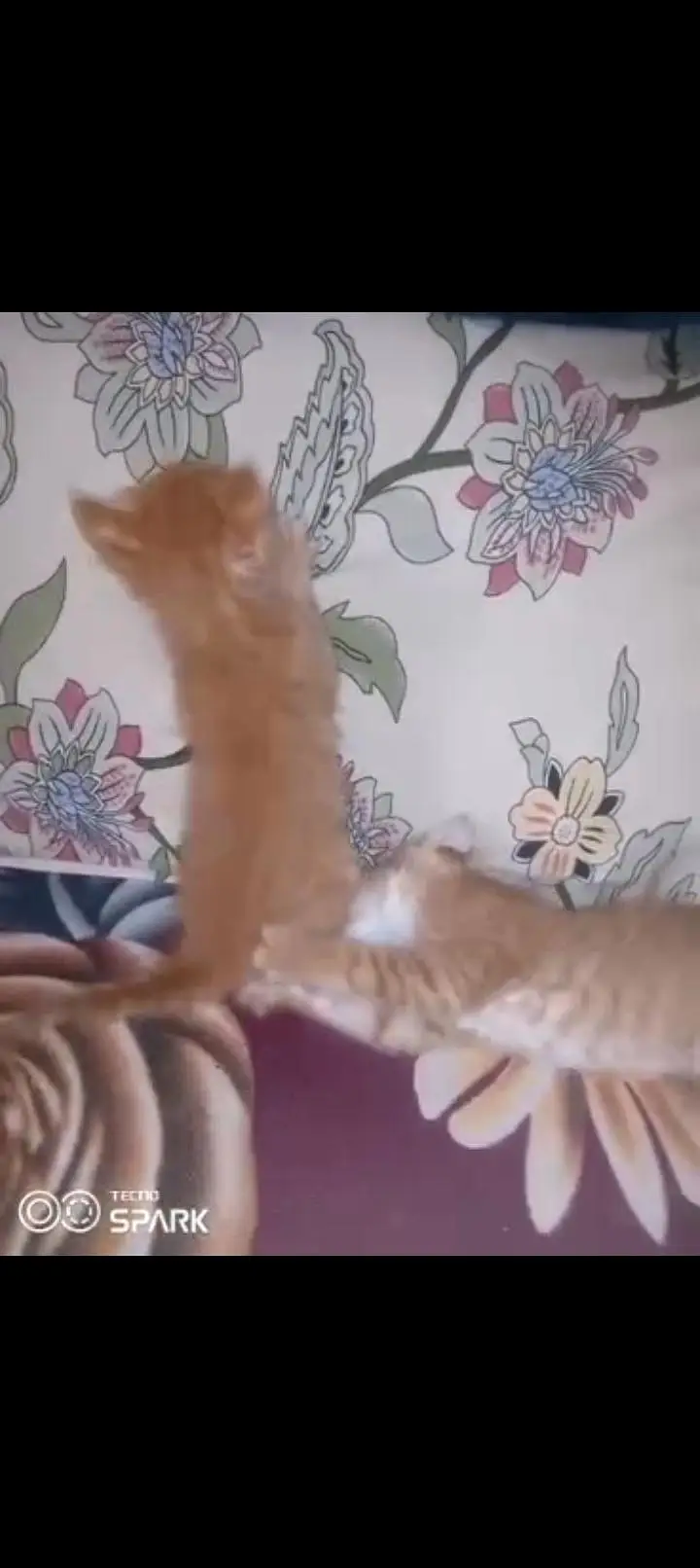 Persian kitten male aur female — photo 10
