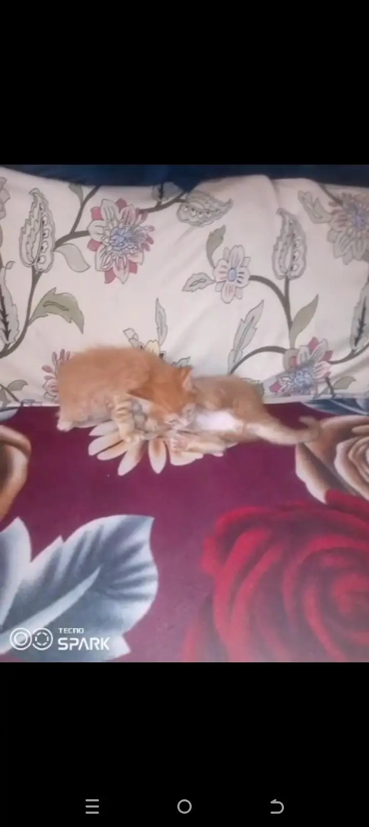 Persian kitten male aur female — photo 11