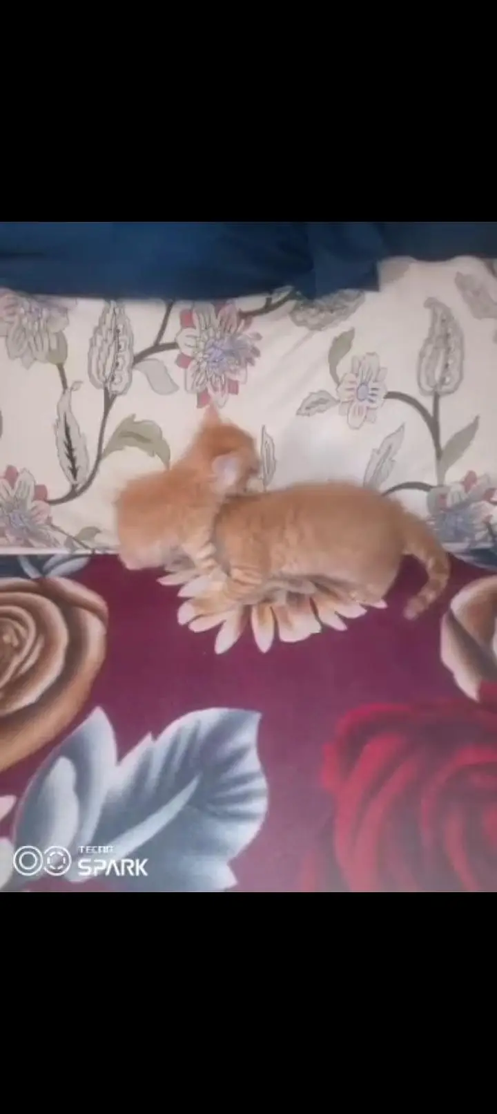 Persian kitten male aur female — photo 12