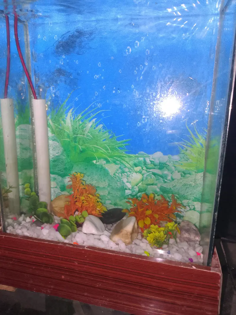 16 liter aquarium — photo 2