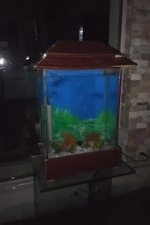 16 liter aquarium — photo 5