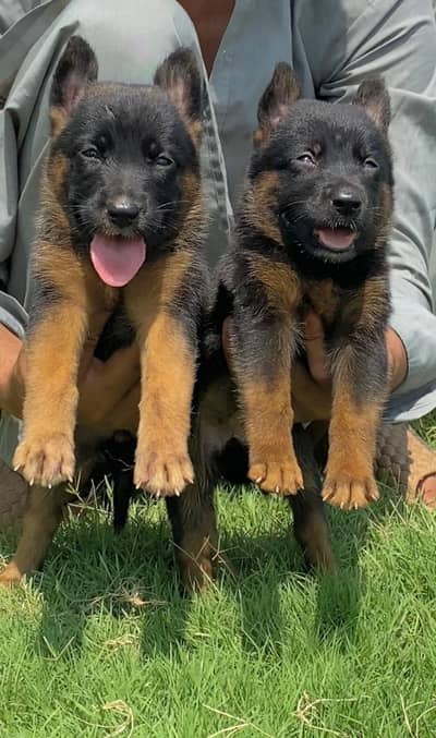 German Shepherd double coat pair 2 month for sale