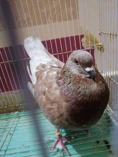 King size pigeon