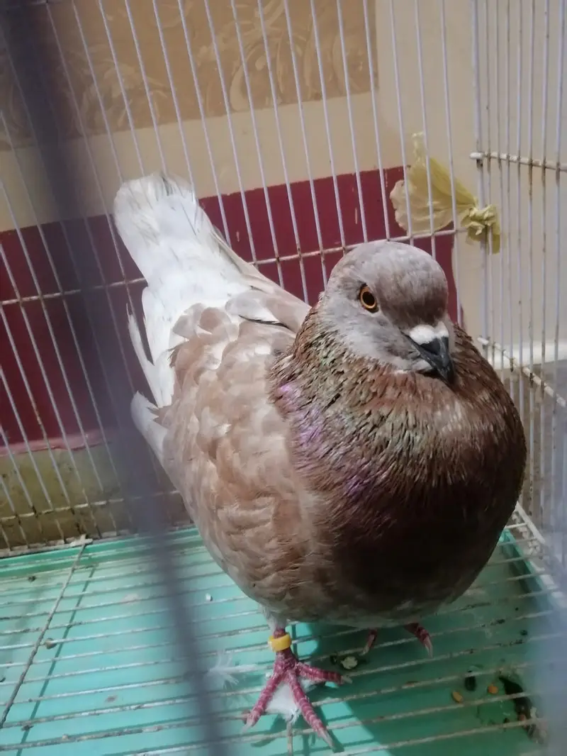 King size pigeon