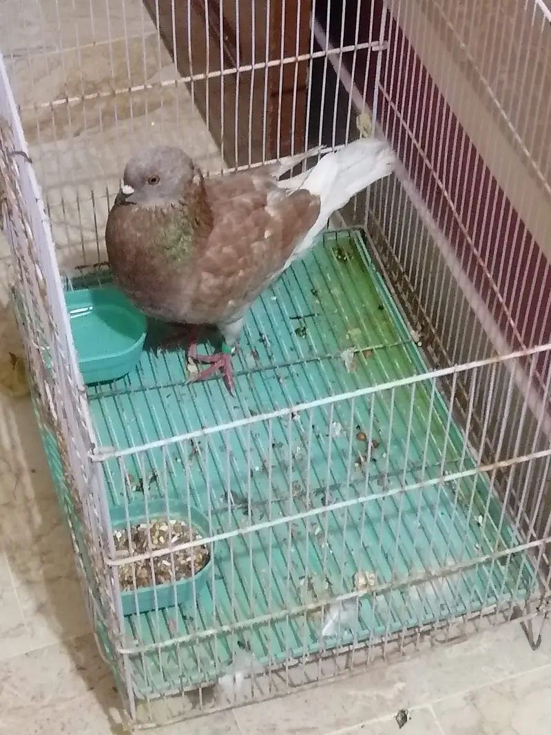 King size pigeon — photo 2