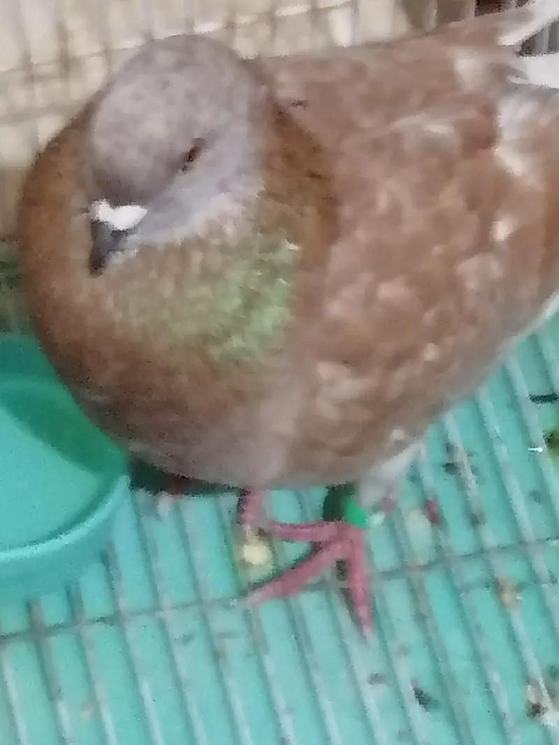 King size pigeon — photo 3