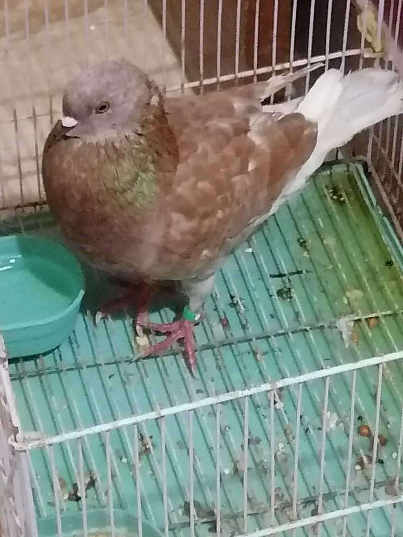 King size pigeon — photo 4