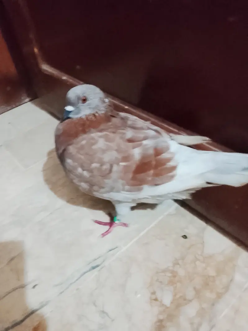 King size pigeon — photo 5