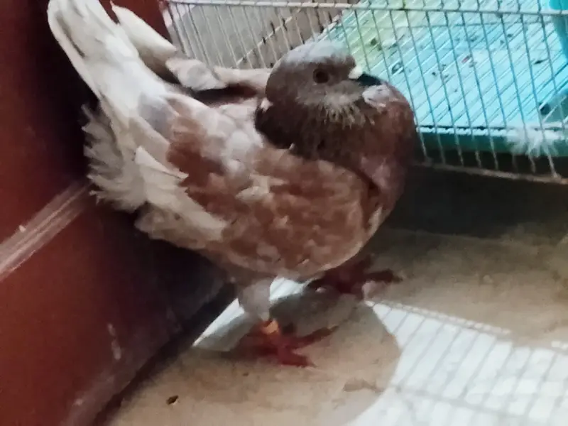 King size pigeon — photo 6