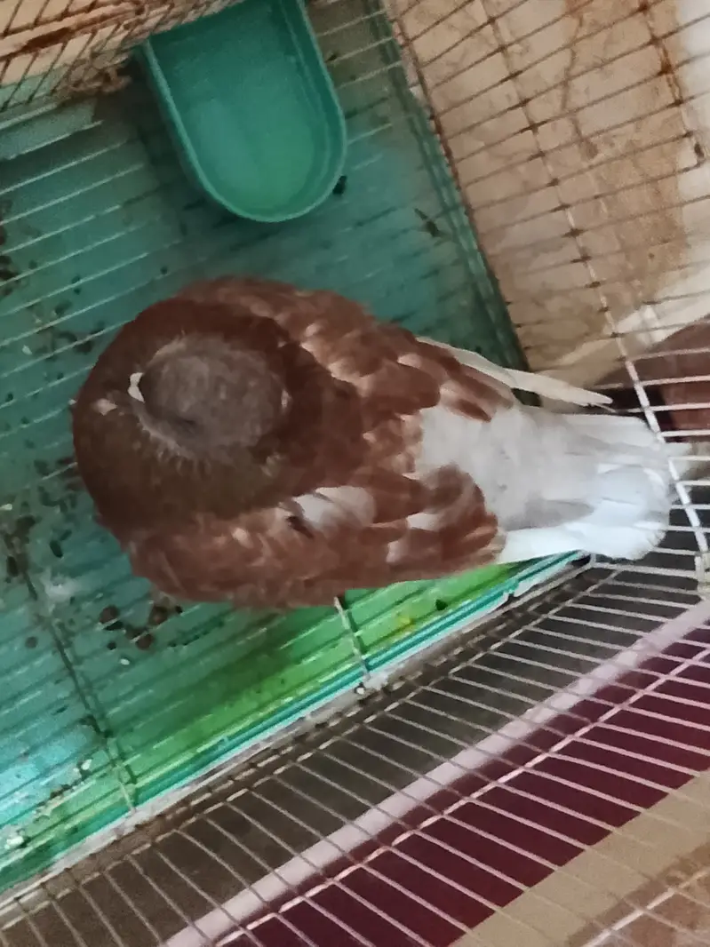 King size pigeon — photo 7