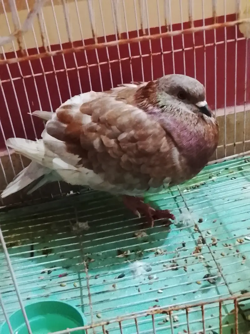 King size pigeon — photo 8