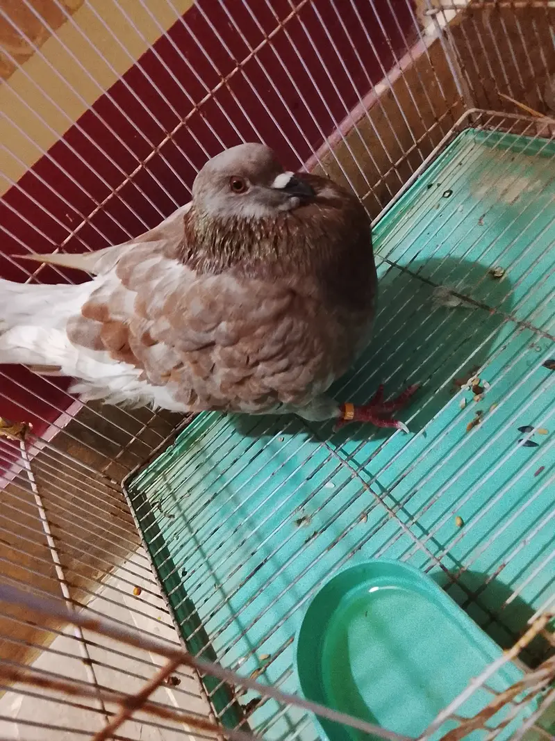 King size pigeon — photo 9