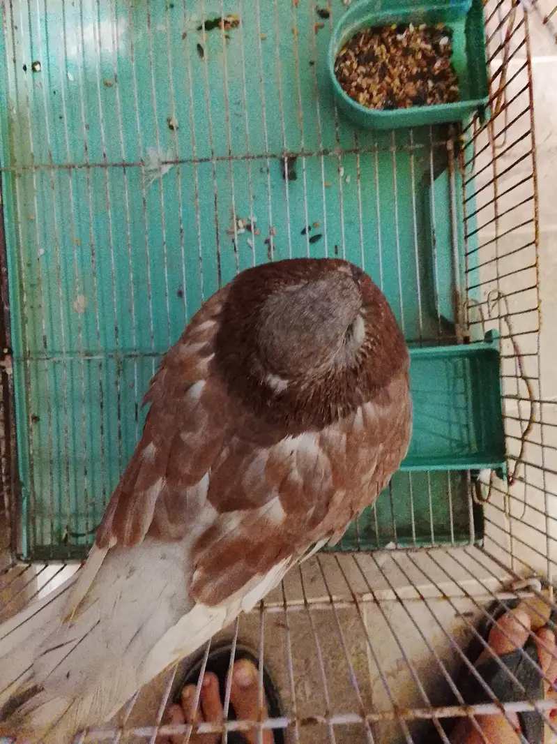 King size pigeon — photo 10