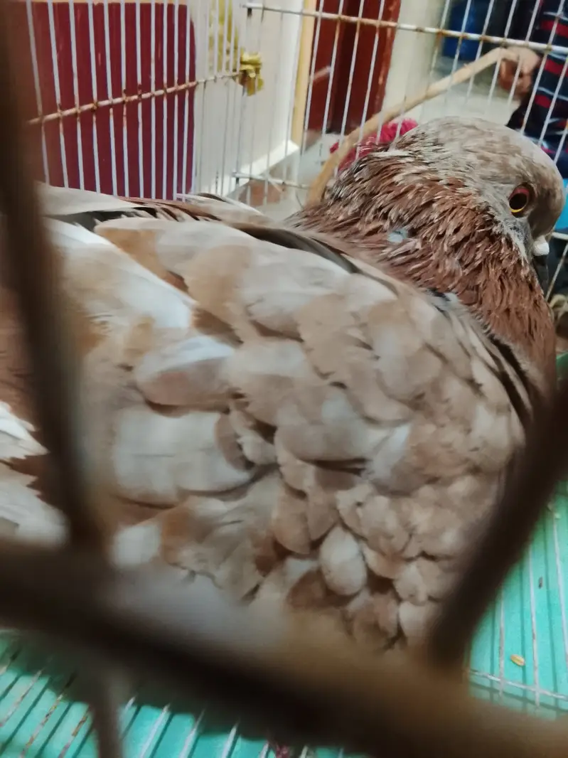 King size pigeon — photo 11