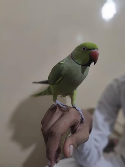 ringneck parrot