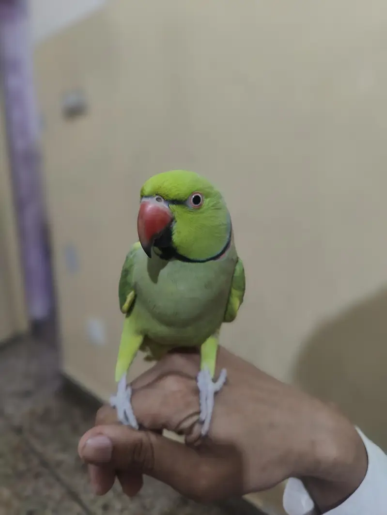 ringneck parrot — photo 2