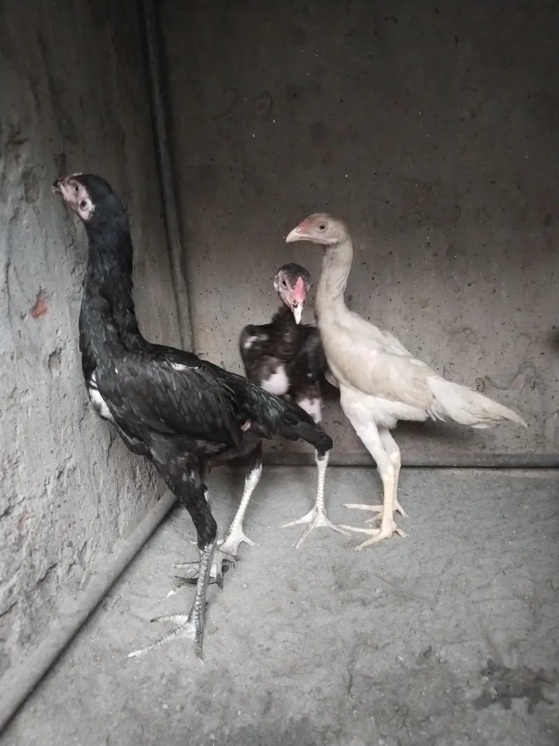 cross thi barmi bchay — photo 3