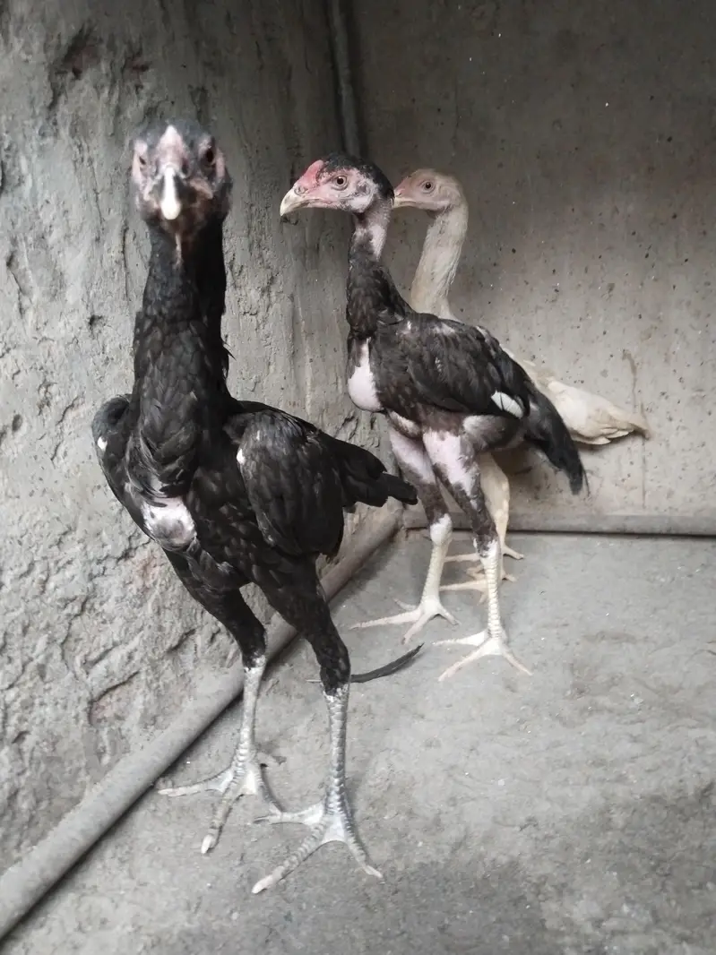 cross thi barmi bchay — photo 4
