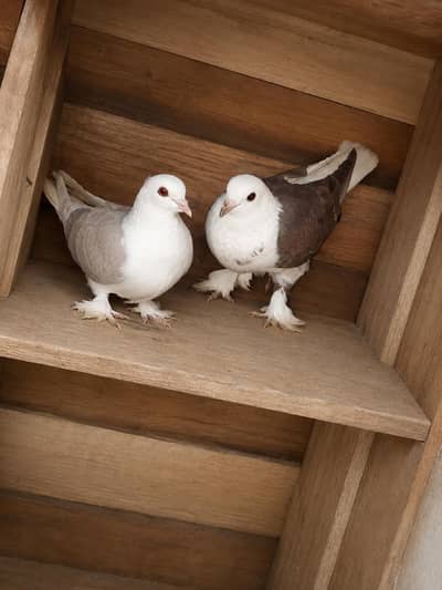 pure lucky pigeon ha jis ne Lene ho rabta kare