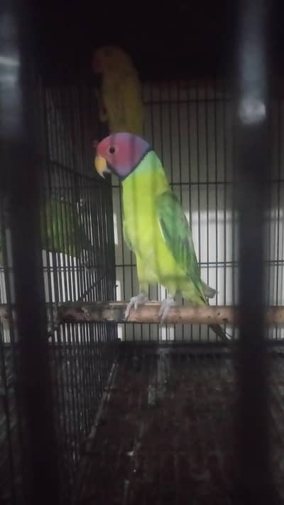 plum head male 03127093372