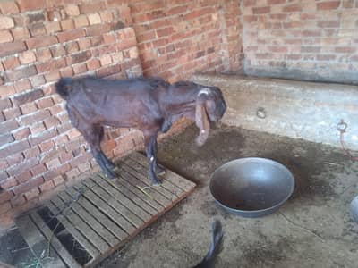 Pure Amratsari Nagra Beetal. Bakra